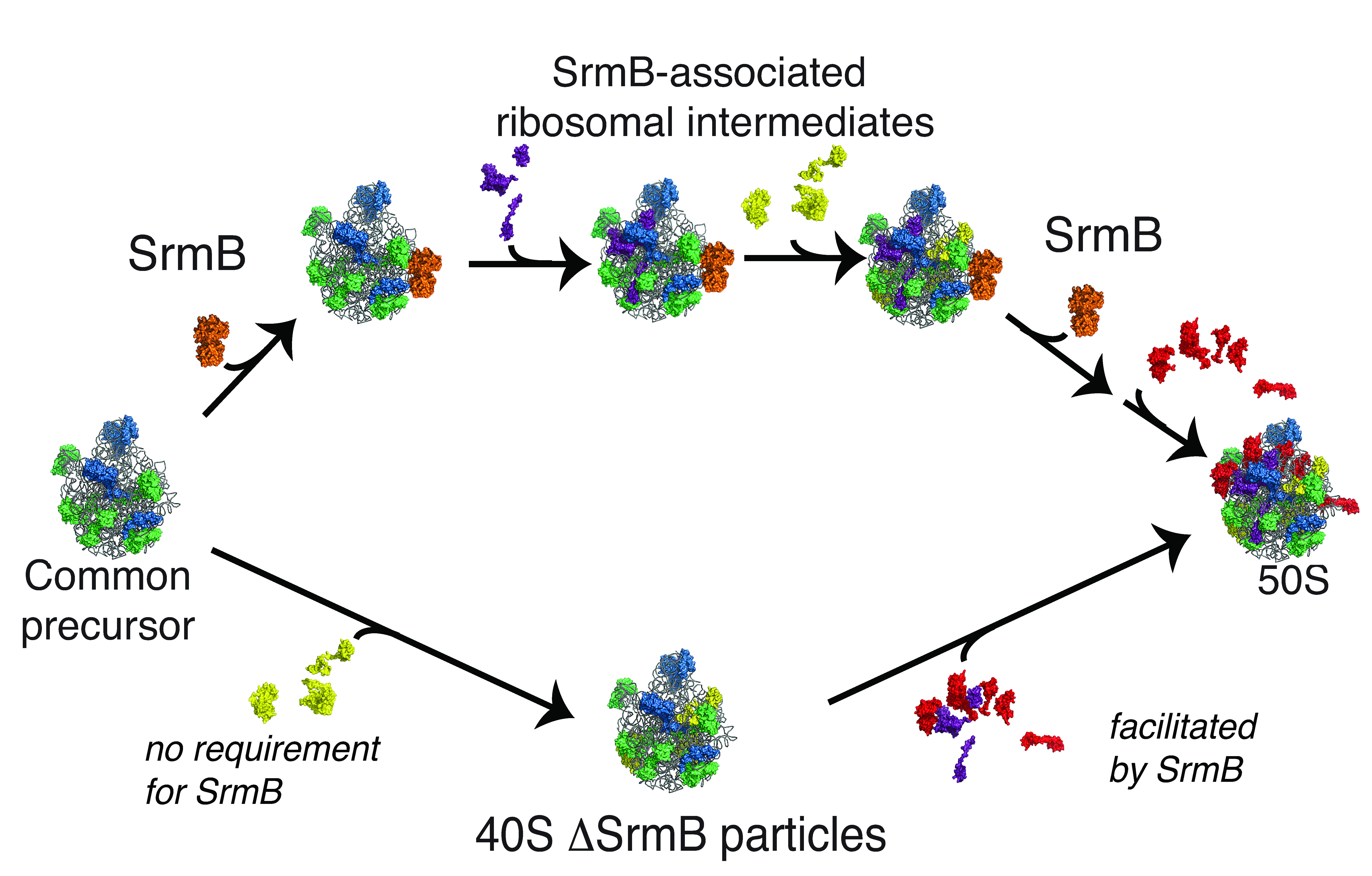 RESEARCH Williamson Lab